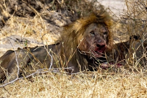 Parc national de Mikumi : 2 jours de safari en camping