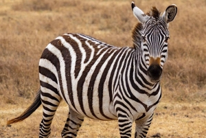 Национальный парк Микуми: 3-дневный кемпинг-сафари с 2 ночевками