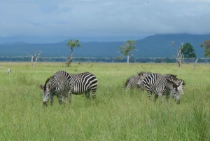 Mikumi National Park: 3 days 2 nights Safari