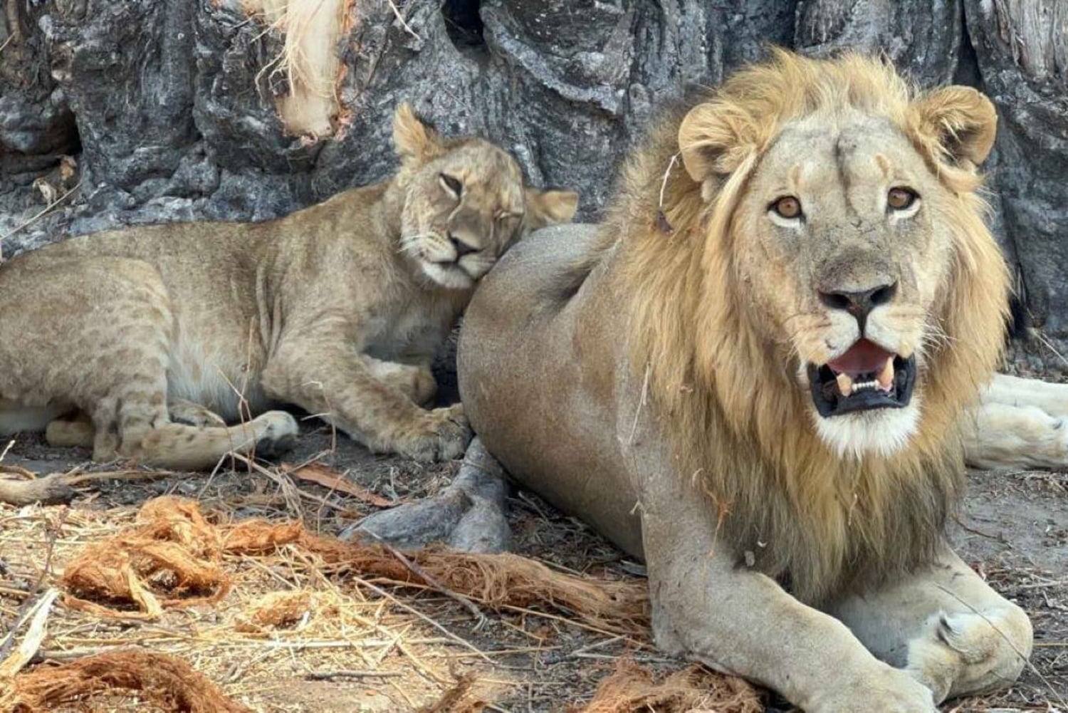 Mikumi & Ruaha NP: 5-Day Safari from Dar es Salaam