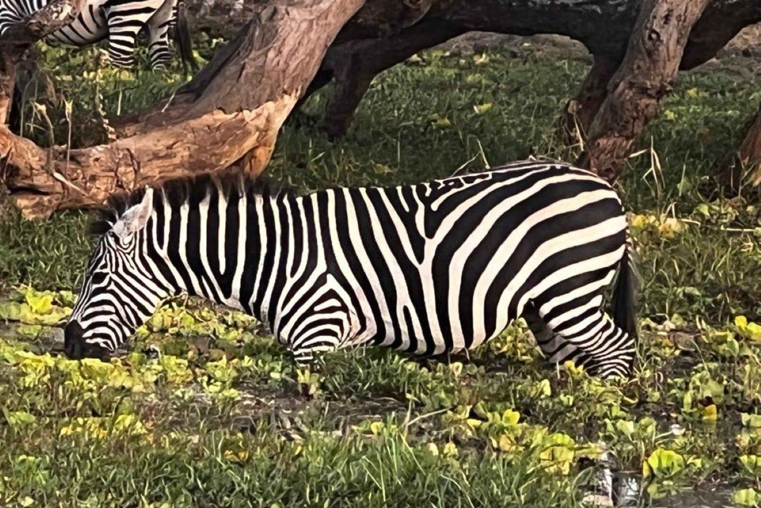 Mikumi & Ruaha NP: 5-Day Safari from Dar es Salaam