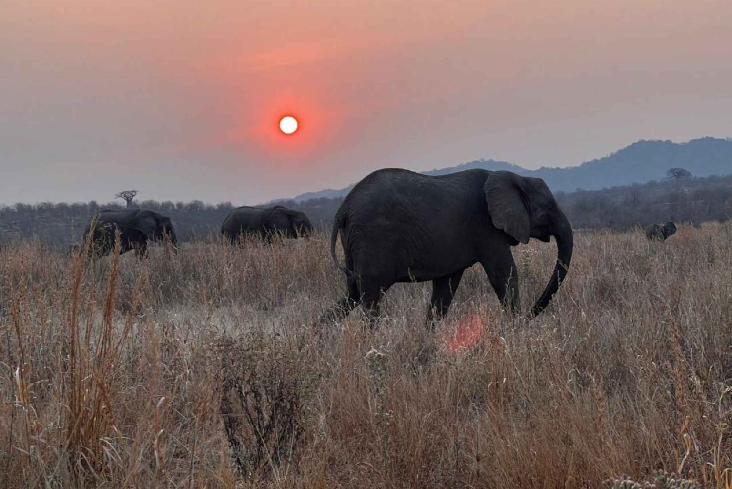 Mikumi & Ruaha NP: 5-Day Safari from Dar es Salaam