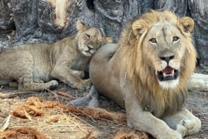 Mikumi & Ruaha NP: 5-Day Safari from Dar es Salaam