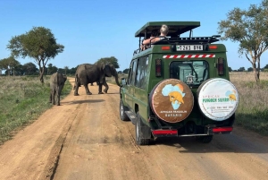 Mikumi & Ruaha NP: 5-Day Safari from Dar es Salaam