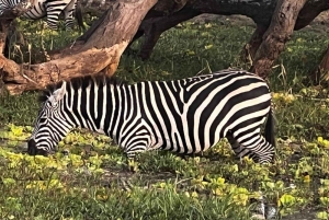 Mikumi & Ruaha NP: 5-Day Safari from Dar es Salaam