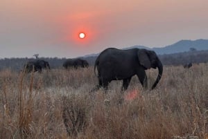 Mikumi & Ruaha NP: 5-Day Safari from Dar es Salaam