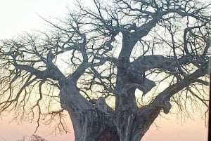 Mikumi & Ruaha NP: 5-Day Safari from Dar es Salaam