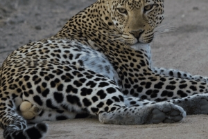 Mikumi & Ruaha NP: 5-Day Safari from Dar es Salaam