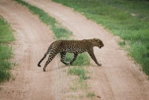 Mikumi & Ruaha NP: 5-Day Safari from Dar es Salaam