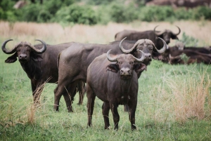 Mikumi & Ruaha NP: 5-Day Safari from Dar es Salaam