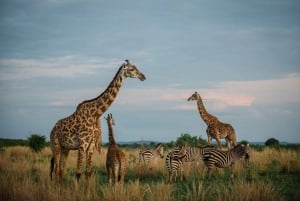 Mikumi & Ruaha NP: 5-Day Safari from Dar es Salaam