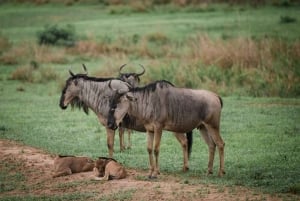 Mikumi & Ruaha NP: 5-Day Safari from Dar es Salaam