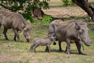 Mikumi & Ruaha NP: 5-Day Safari from Dar es Salaam