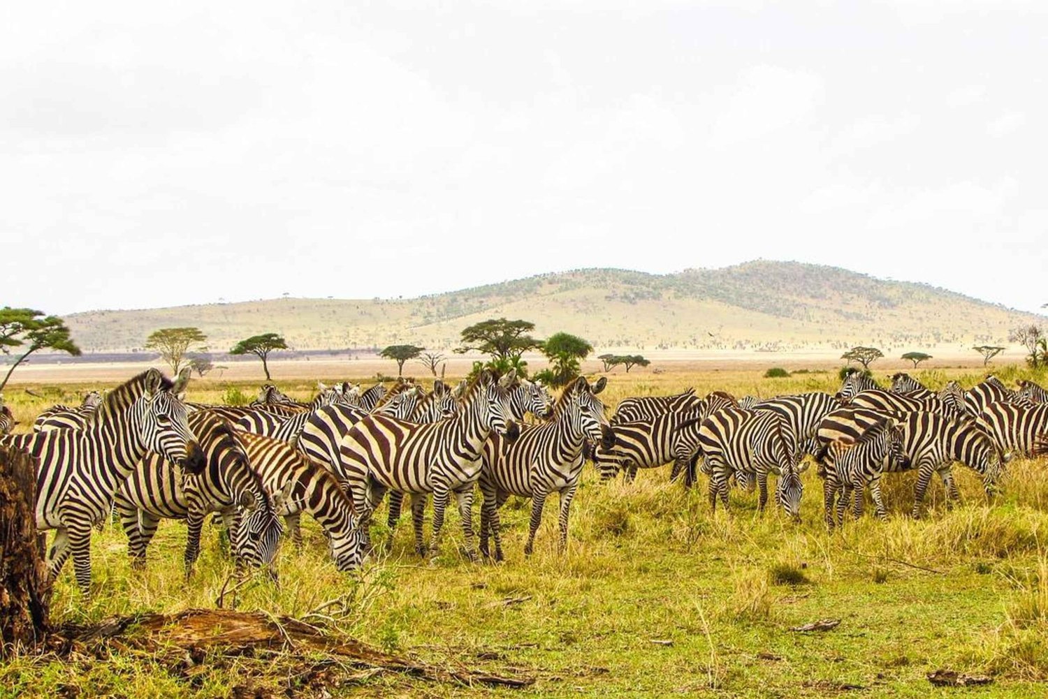 Mikumi Safari, Chizua Waterfalls & Maasai Village 3-Day Tour
