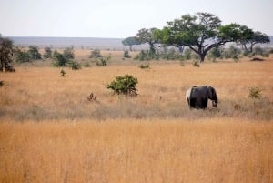 Safari en Mikumi, cascadas de Chizua y aldea masái. Tour de 3 días.