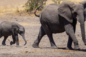 3-дневный тур «Сафари в Микуми, водопады Чизуа и деревня масаи»
