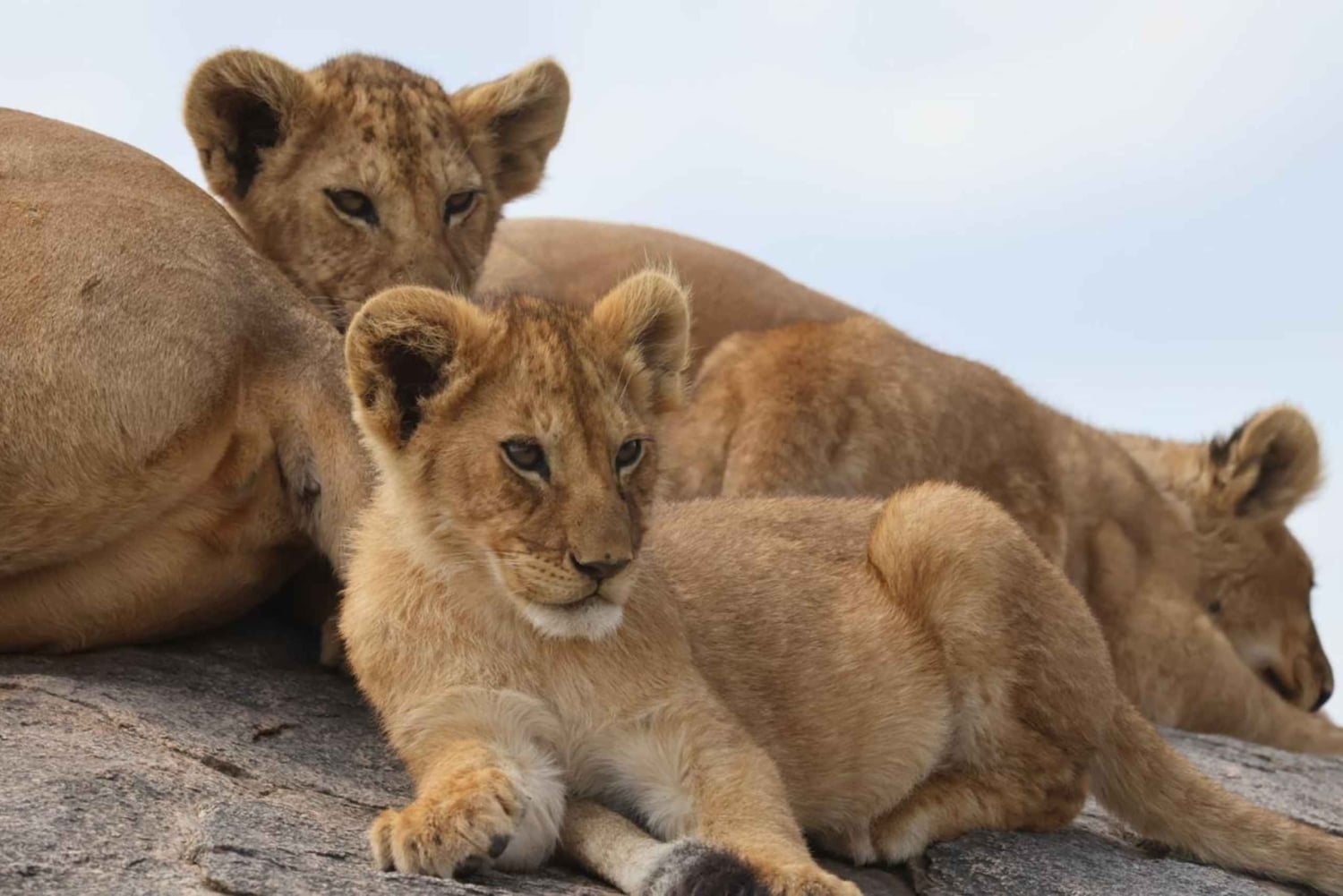 Safari nella natura selvaggia di Mikumi