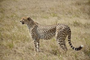 Safari nella natura selvaggia di Mikumi