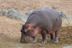 Safari nella natura selvaggia di Mikumi