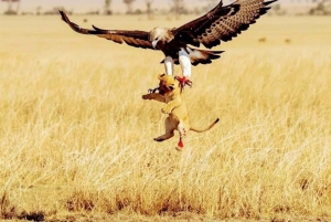 Safari nella natura selvaggia di Mikumi