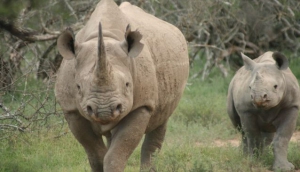 Mkomazi National Park