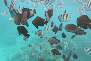 Mnemba: African Maldives Day Tour with Lunch