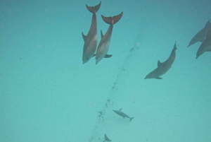 Mnemba: African Maldives Day Tour with Lunch