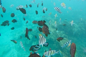 Mnemba: African Maldives Day Tour with Lunch