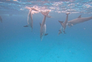Mnemba: African Maldives Day Tour with Lunch
