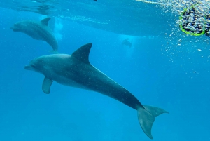 Mnemba: African Maldives Day Tour with Lunch
