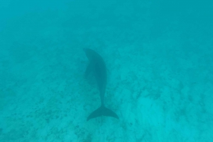 Mnemba: African Maldives Day Tour with Lunch