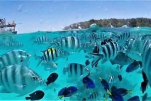 Mnemba atoll, dolphin & snorkelling tour