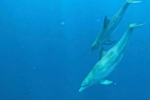 Atol de Mnemba: passeio com golfinhos e mergulho com snorkel