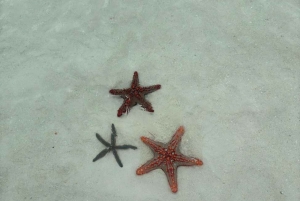 Atol de Mnemba: passeio com golfinhos e mergulho com snorkel