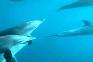 Atol de Mnemba: passeio com golfinhos e mergulho com snorkel