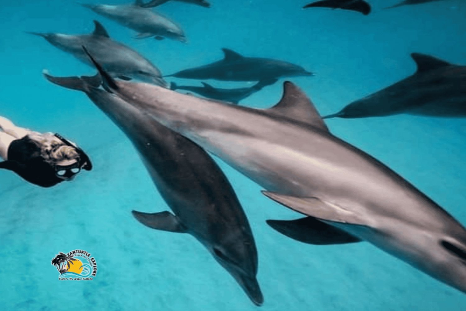 نونجوي السباحة والغطس مع السلاحف في بحيرات زنجبار في زنجبار