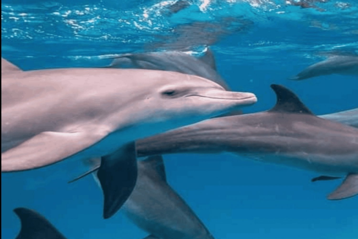 نونجوي السباحة والغطس مع السلاحف في بحيرات زنجبار في زنجبار