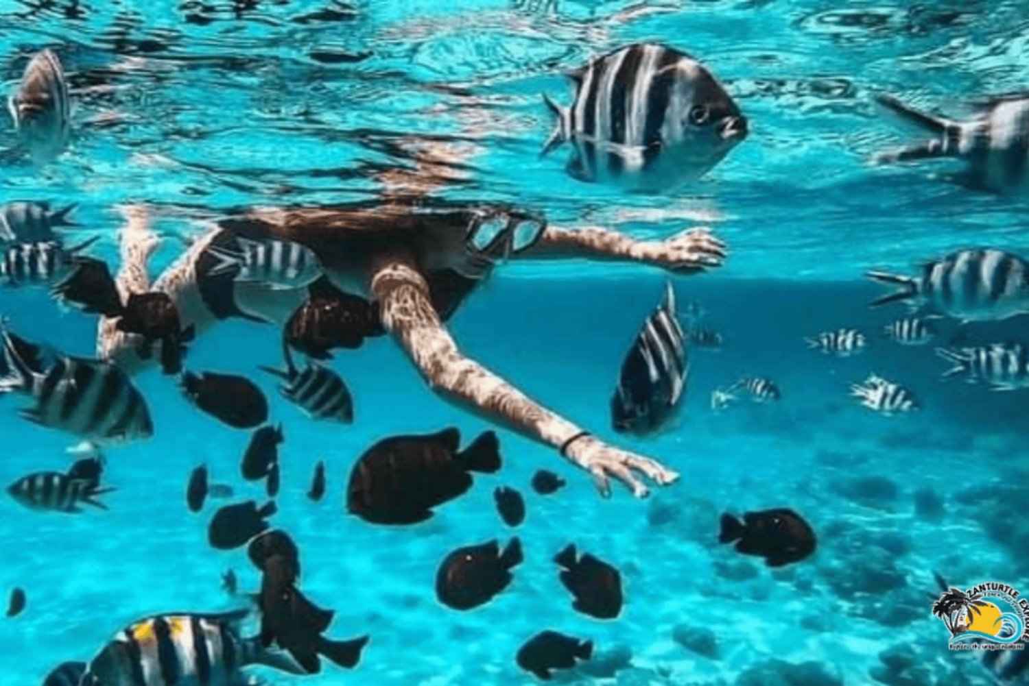 نونجوي السباحة والغطس مع السلاحف في بحيرات زنجبار في زنجبار