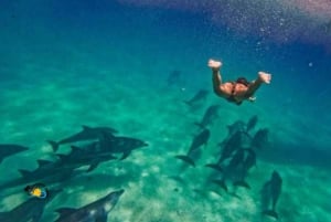 نونجوي السباحة والغطس مع السلاحف في بحيرات زنجبار في زنجبار