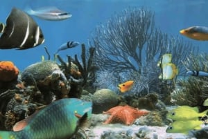 نونجوي السباحة والغطس مع السلاحف في بحيرات زنجبار في زنجبار