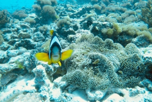 Mnemba: Svøm med delfiner og snorkel på koralrev