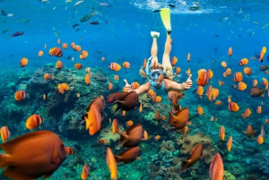 Mnemba: Svøm med delfiner og snorkel på koralrev