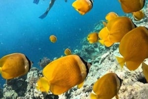 Mnemba: Svøm med delfiner og snorkel på koralrev