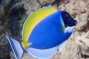 Mnemba: Svøm med delfiner og snorkel på koralrev