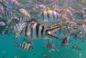 Zanzibar: delfini di Mnemba, acquario di tartarughe marine e spiaggia di Kendwa