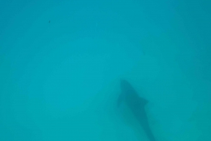 Mnemba dolphin & snorkel: from matemwe, pwani, kwingwa, Uroa