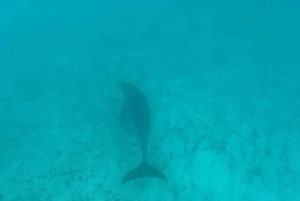 Mnemba dolphin & snorkel: from matemwe, pwani, kwingwa, Uroa