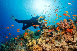 Mnemba dolphin & snorkel: from matemwe, pwani, kwingwa, Uroa