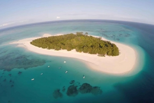 Mnemba dolphin&snorkeling from Uroa,kwingwa,pwani,matemwe