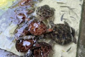 WYCIECZKA MNEMBA DOLPHIN TOUR, AKWARIUM LAGUNA I PLAŻA KENDWA